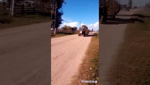 Трактор.Т-25,возит сено в рулонах
