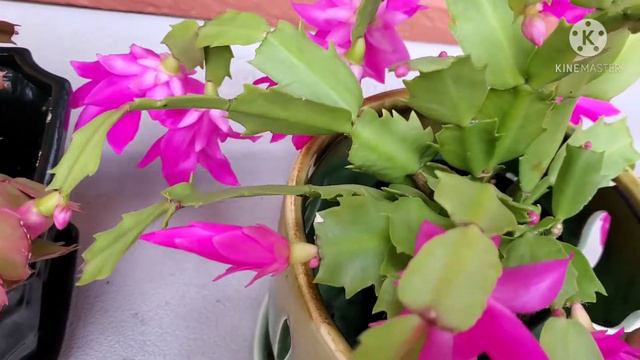 My First Try Growing Holiday Cactus Winter Cactus Christmas Cactus / Alin Ang Mas Maganda? смотреть онлайн