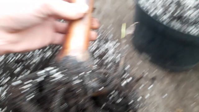 Musa Bordelon sprawdzam odrosty i korzenie смотреть онлайн