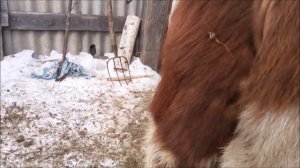 Нетель за день до отела.
