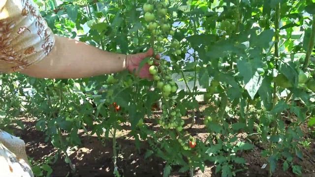 Томаты с отличной урожайностью