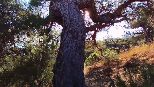 Ноябрьская прогулка по горам Нового Света. Краски осени. Старая Голицынская дорога.