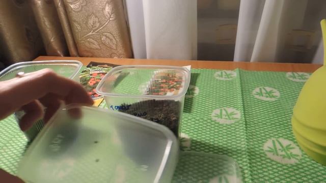 САЖАЕМ КОМНАТНЫЙ ПОМИДОР В КИПЯТОК//РЕЗУЛЬТАТЫ смотреть онлайн