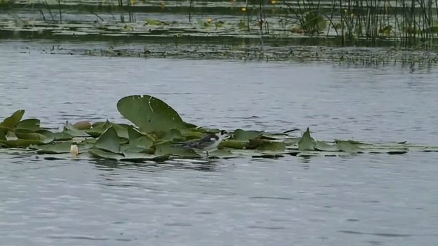 Ра ма да са (целительная мантра на фоне украинской природы) смотреть онлайн