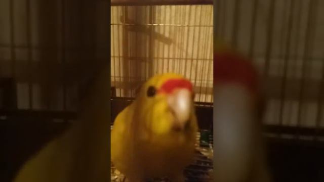 когда птица хочет жену смотреть онлайн