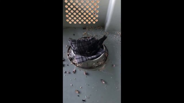 История (3) птенца Ласточки по имени Бандит , развязка . Часть 3 . Swallow смотреть онлайн