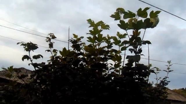 Калина "Бульдонеж" - посадка, уход, размножение. смотреть онлайн