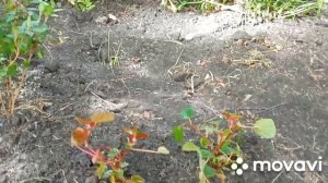 Большой обзор моих цветов на территории нашего дома