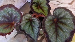 Бегония декоративно-лиственная  КА  Радуга