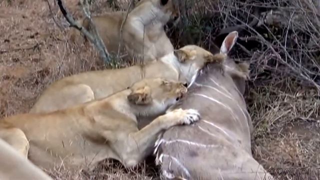 Три львицы убить куду антилопу смотреть онлайн