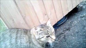 обзор дачного туалета стоимостью 10000 рублей.