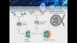 Хроматин уровни компактизации