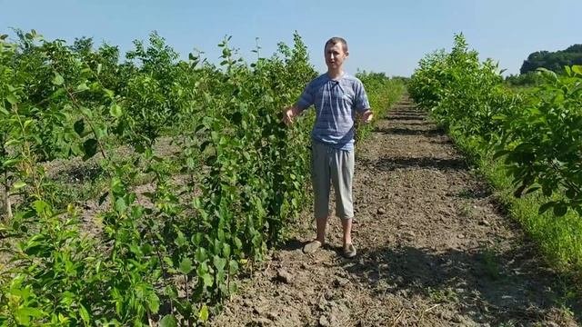 Открытие прайса на саженцы. Некоторые нюансы.