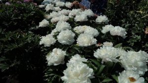 Пион Eskimo Pie. Май 2018