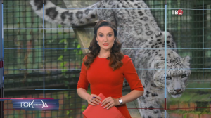 У снежных барсов в Московском зоопарке появился новый вольер / Город новостей на ТВЦ