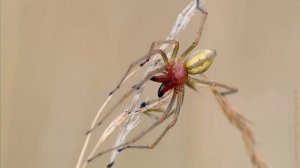 Топ Самые опасные пауки России