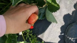 Земляника Верона. Урожайная.