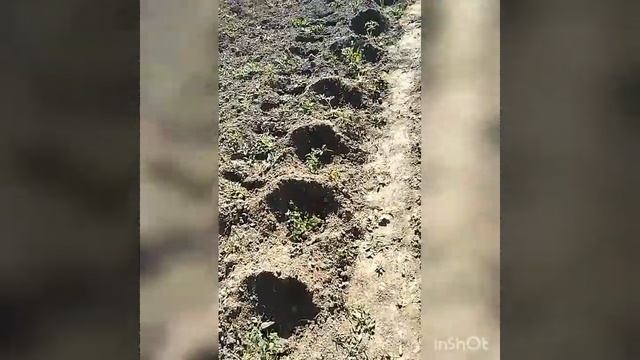 новая стрижка/огород/ речка /мандаринке в горшке