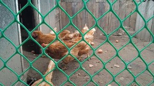 Давать ли курам-несушкам скорлупу