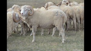 Бараны производители породы Ставропольский меринос. АгроФирма ПИК ПЛЮС, Калмыкия