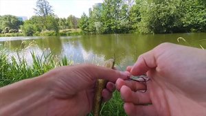 Топ приманок. Часть 5. Крупный силикон Strike pro Pig shad Jr.