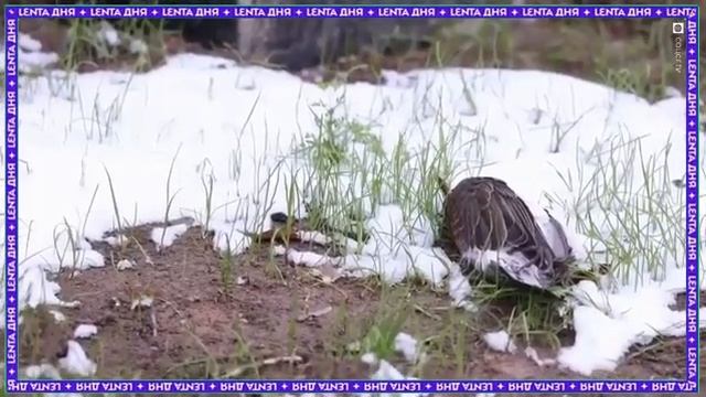 ? Пернатые массово гибнут в российском городе смотреть онлайн