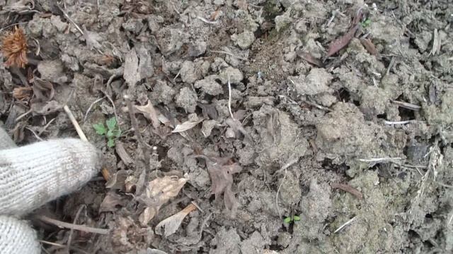 ХРИЗАНТЕМА МУЛЬТИФЛОРА. ПЕРЕЗИМОВАЛА НА ДАЧЕ В КЛУМБЕ. смотреть онлайн