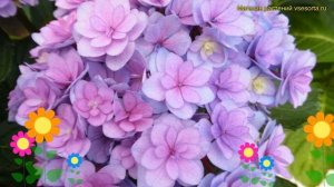 Гортензия крупнолистная Ю энд Ми Тугезер. Краткий обзор hydrangea macrophylla You & Me Together