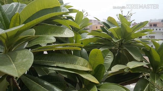 Top 14 rainy season flowering plants in my terrace garden | Mandevilla , Moss Rose, Rain Lily