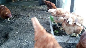 Можно ли давать курам картофельные очистки?
