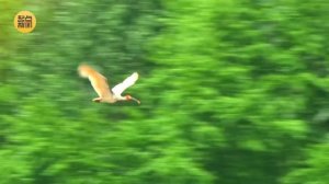 A beautiful encounter: Crested ibis fly to the Bohai Sea