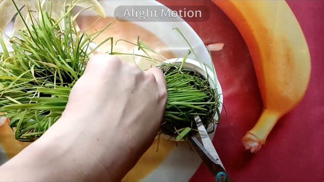 Проращивание зерен. 4 часть