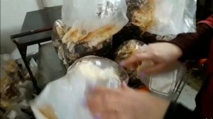 Как вырастить грибы  Грибная ферма, экскурсия.