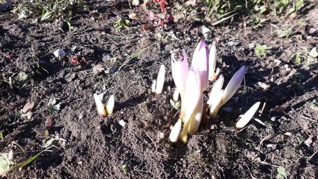 Безвременник цветёт в сентябре смотреть онлайн