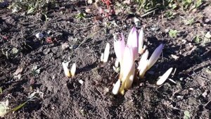 Безвременник цветёт в сентябре