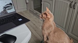 Милый абиссинский кот смотрит на птиц по Cat TV. Кот и его развлечения