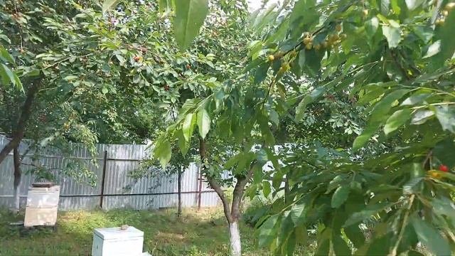 #ухавказанеизлосося#многодетнаясемья#Уха из лосося . Наш рецепт.