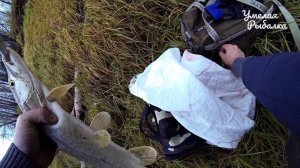 Ловля щуки осенью на спиннинг. Рыбалка на малой реке с берега