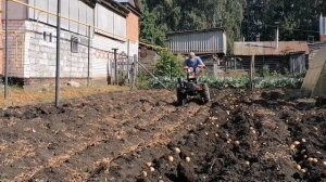 Стоит невозможная жара, земля твердая, но всё равно надо выкапывать картошку. #картошка #мотоблок