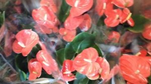 Антуриум. Сорт Небраска и Виолет Харт.