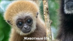 БЕЛОБОРОДЫЙ ГИББОН?/Животные life/Приматы/Животные/Интересные факты