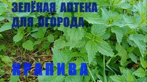 Крапива. Зелёная аптека для огорода.