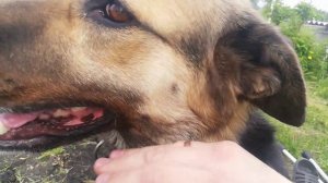 27) Овчарка по кличке Верба бывает ласковой, а когда надо очень злой 22.05.2022 г. - 03.06.2022 г.