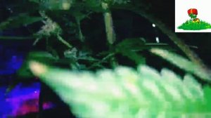 Последняя стадия роста растих, перед харвестом.