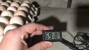 Лучший способ хранения инкубационного яйца. 40 дней хранения и отличный результат. Ломаем стереотип