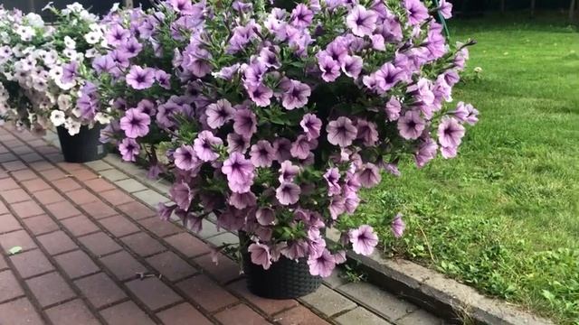 Лучшие ампельные петунии по всем показателям! От них вы будете в восторге!