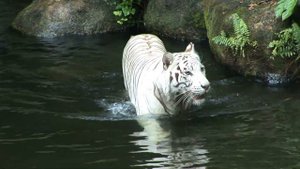 ИНТЕРЕСНЫЕ ФАКТЫ О РЕДКИХ ЖИВОТНЫХ/Некоторые факты из жизни исчезающих видов животных...