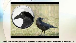 Анимированное видео (Gif) на тему "Птицы отряда воробьиные"