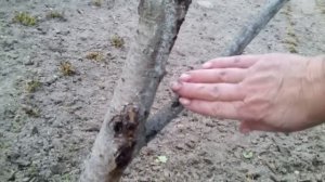 Камедетечение.Защита косточковых