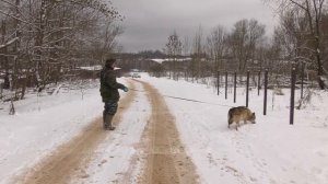 ВОЛК спасает пропавших ЛЮДЕЙ ! Грибников теперь будут искать ВОЛКИ?